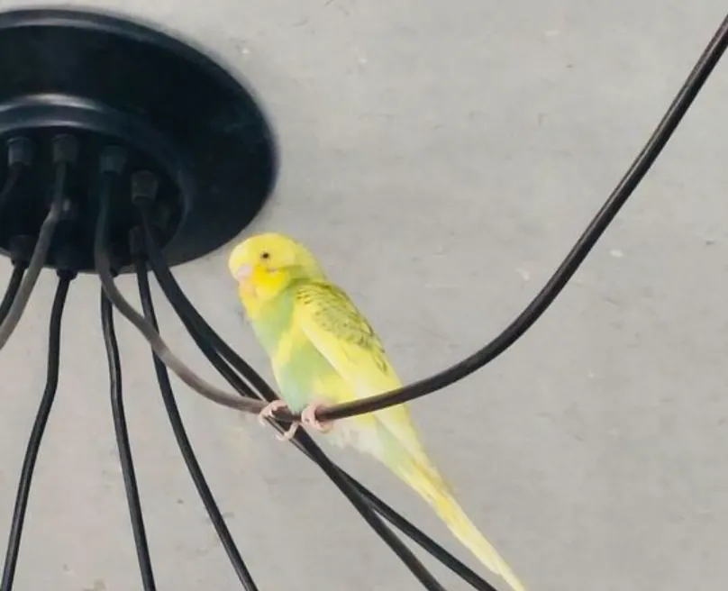 From Office Intruder to Homeward Bound: The Unexpected Journey of a Lost Bird