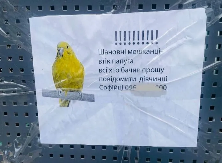 From Office Intruder to Homeward Bound: The Unexpected Journey of a Lost Bird