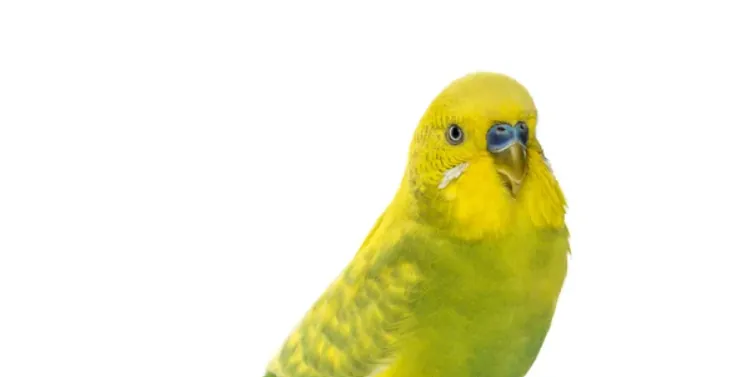 From Office Intruder to Homeward Bound: The Unexpected Journey of a Lost Bird